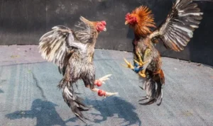 Đá Gà Sabong Tại Luck8