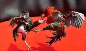 Đá Gà GA28 Tại Luck8